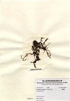 藏品(網胰藻)的圖片